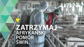 Plakat informacyjny: afrykański pomór świń 