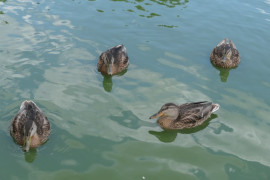 Cztery kaczki pływające po stawie w Strzałkowie 