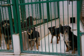 Trzy psy zamknięte w boksie
