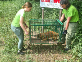 Kobieta i mężczyzna niosą klatkę, w której znajduje się pies 