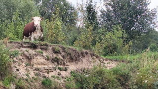Krowa na urwisku znajdującym się nad rzeką 