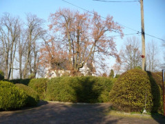 Park w Strzałkowie. Widoczna Lipa Siemiradzkiego 